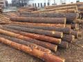 Баланс Хвойный Ель, сосна от 14 см