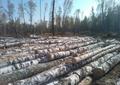 Баланс березовый свежеспиленный без гнили от 14 см
