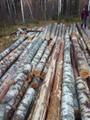 Лес деловой кругляк берёза от 18 до 55 см